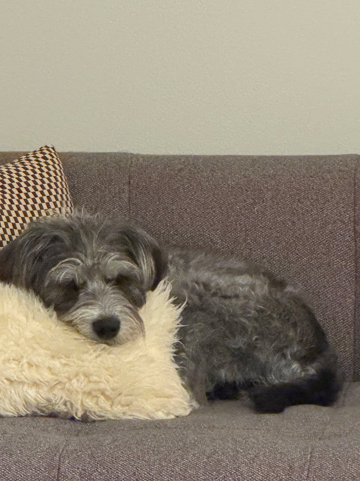Andrés's dog resting on a couch